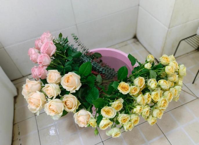 玫瑰花几天浇一次水？玫瑰花几天浇一次水最合适呢？-第2张图片-优品飞百科