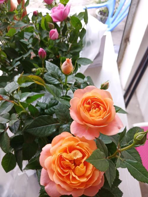 玫瑰花几天浇一次水？玫瑰花几天浇一次水最合适呢？-第3张图片-优品飞百科
