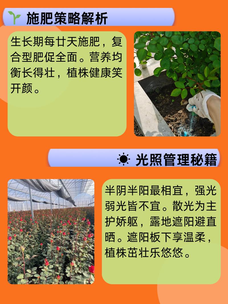 玫瑰花几天浇一次水？玫瑰花几天浇一次水最合适呢？-第5张图片-优品飞百科
