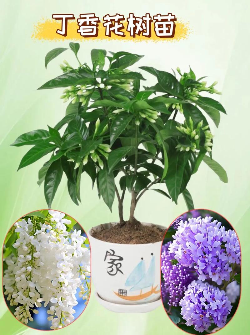 刚买的丁香花怎么换盆？丁香换盆以后的养护方法？