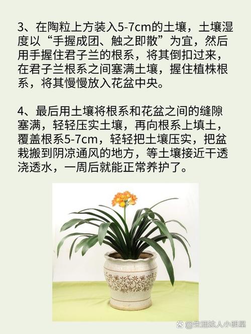 刚买的丁香花怎么换盆？丁香换盆以后的养护方法？-第2张图片-优品飞百科