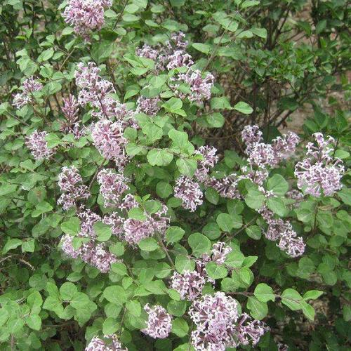 刚买的丁香花怎么换盆？丁香换盆以后的养护方法？-第4张图片-优品飞百科