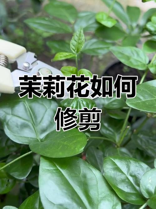 茉莉什么时候剪枝比较好，茉莉啥时候剪枝,施肥-第2张图片-优品飞百科