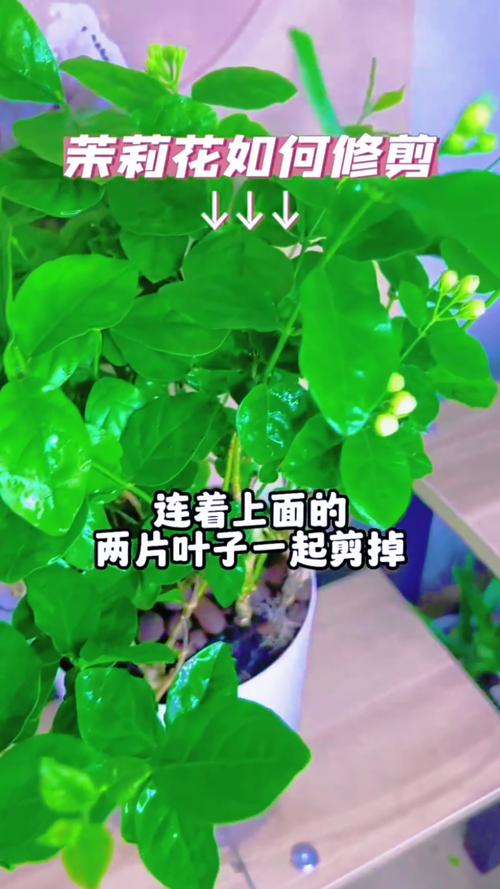 茉莉什么时候剪枝比较好，茉莉啥时候剪枝,施肥