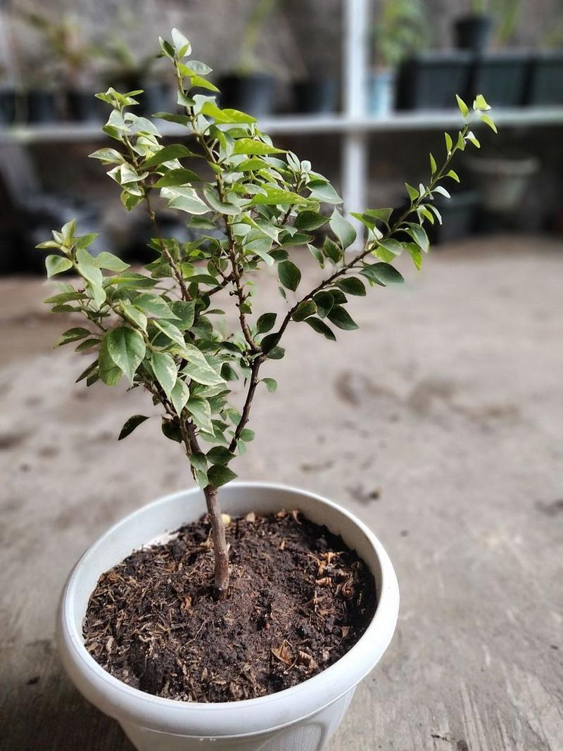 茉莉什么时候剪枝比较好，茉莉啥时候剪枝,施肥-第3张图片-优品飞百科