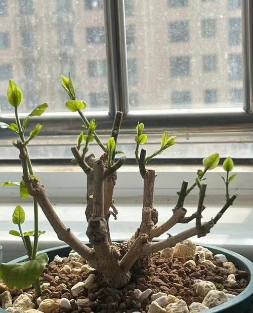 茉莉什么时候剪枝比较好，茉莉啥时候剪枝,施肥-第4张图片-优品飞百科