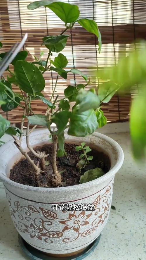 茉莉什么时候剪枝比较好，茉莉啥时候剪枝,施肥-第5张图片-优品飞百科