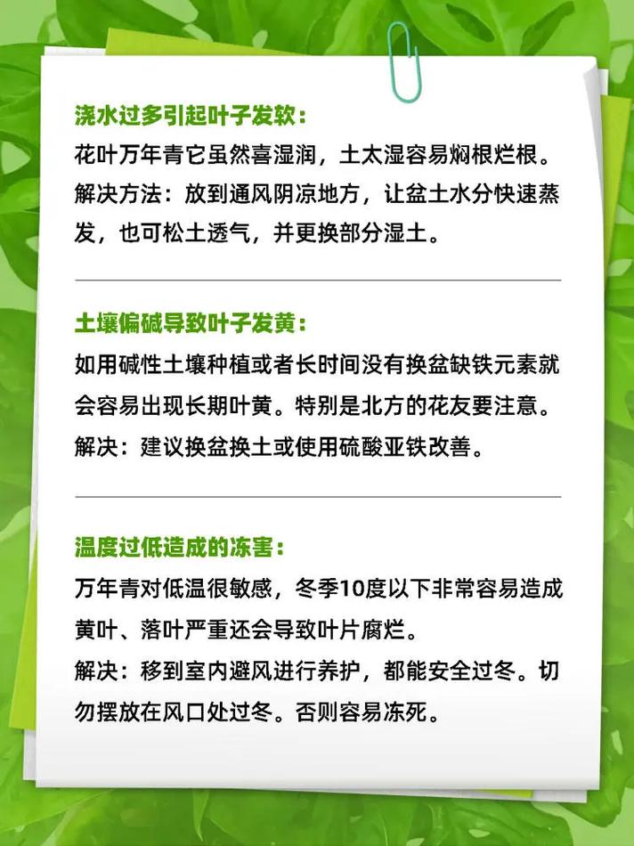 花叶万年青冬季如何管理？花叶万年青越冬温度？-第2张图片-优品飞百科