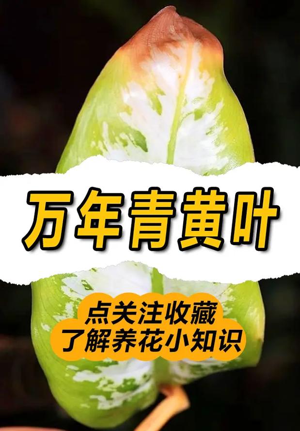 花叶万年青冬季如何管理？花叶万年青越冬温度？-第4张图片-优品飞百科