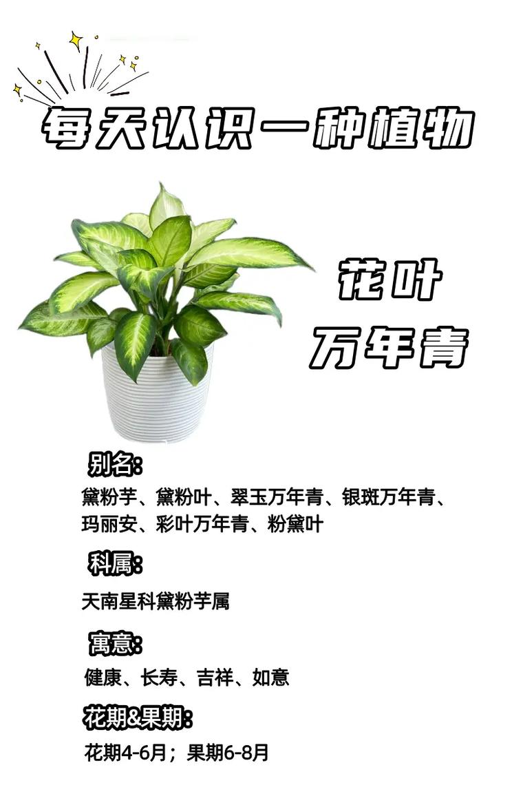 花叶万年青冬季如何管理？花叶万年青越冬温度？-第6张图片-优品飞百科