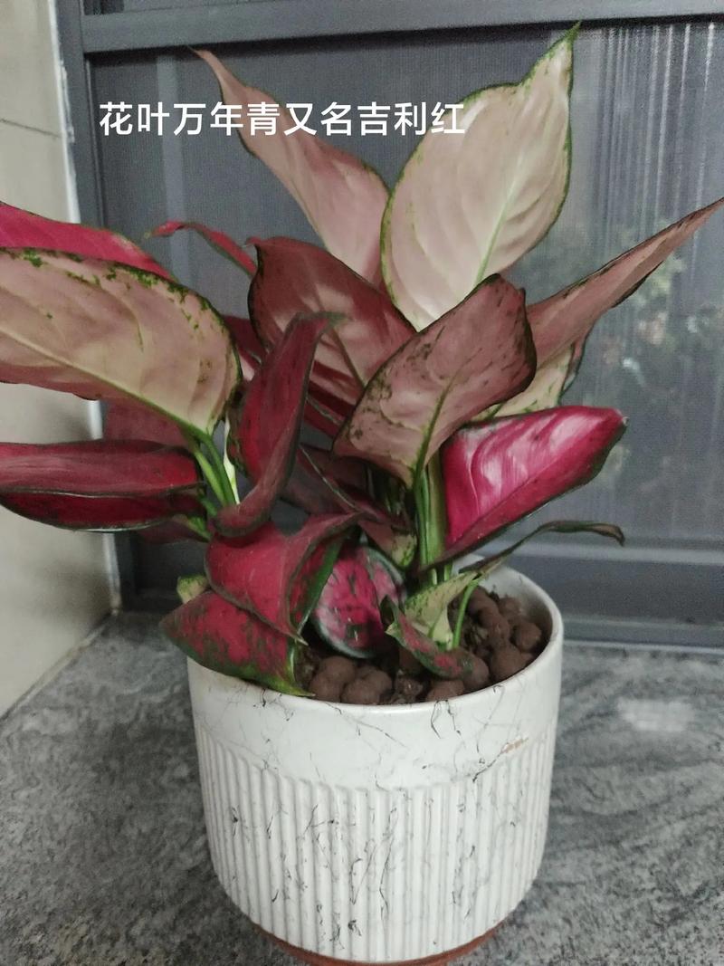 花叶万年青冬季如何管理？花叶万年青越冬温度？-第5张图片-优品飞百科
