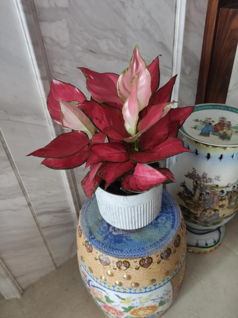 花叶万年青冬季如何管理？花叶万年青越冬温度？-第7张图片-优品飞百科