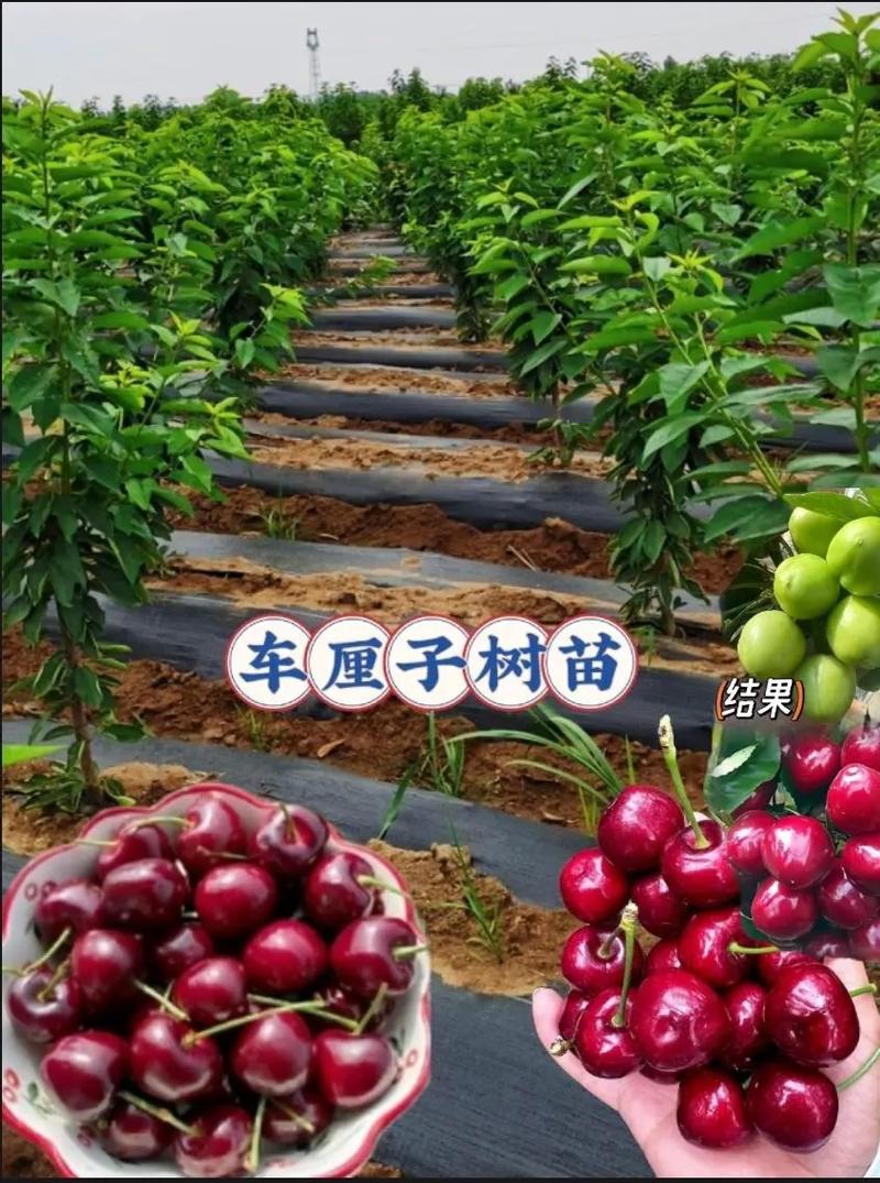 樱桃怎么种植，樱桃怎么种植方法？