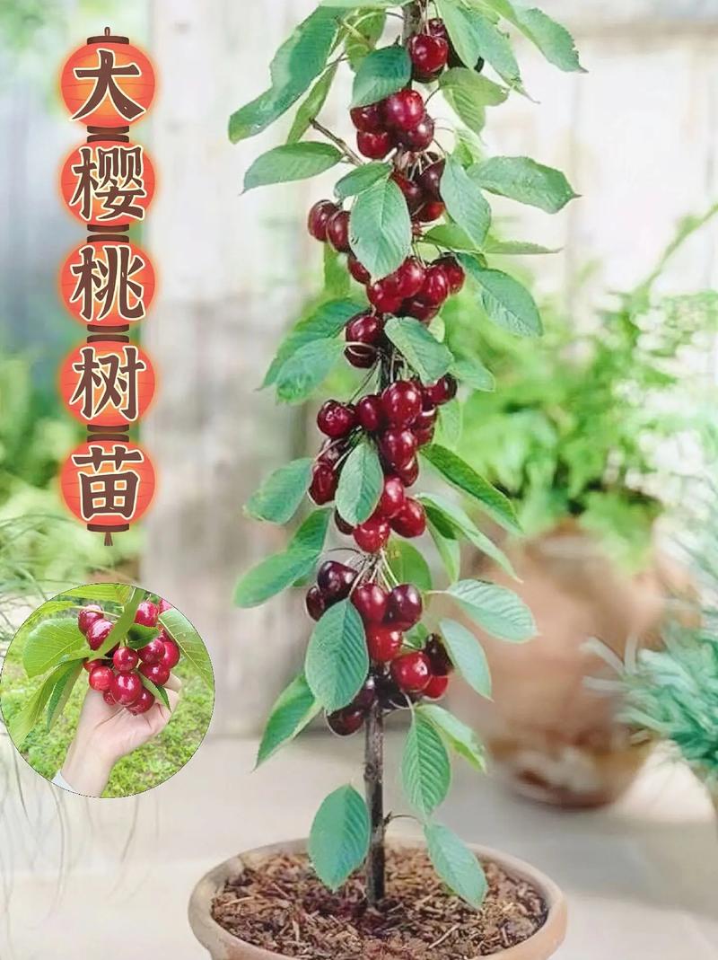 樱桃怎么种植，樱桃怎么种植方法？-第2张图片-优品飞百科