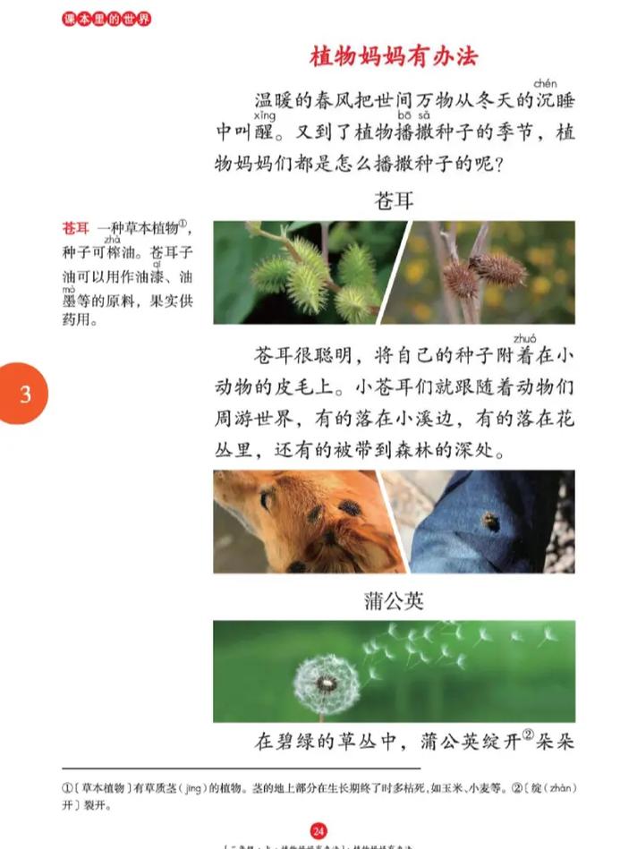 樱桃怎么种植，樱桃怎么种植方法？-第3张图片-优品飞百科