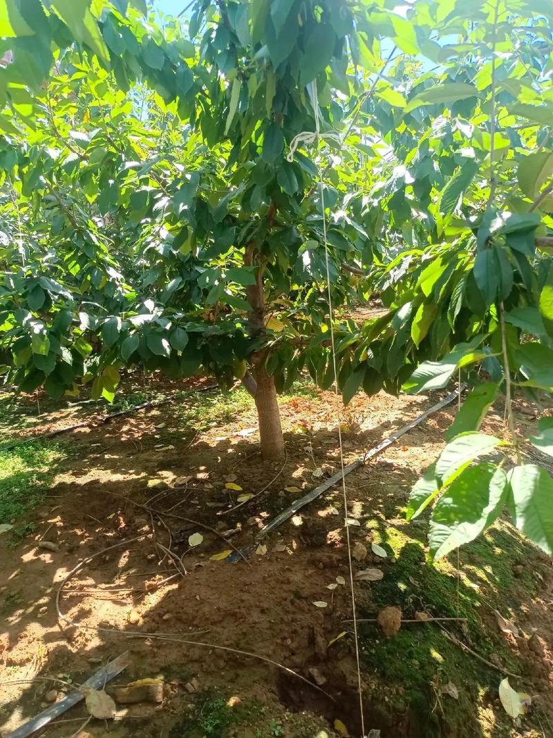 樱桃怎么种植，樱桃怎么种植方法？-第4张图片-优品飞百科