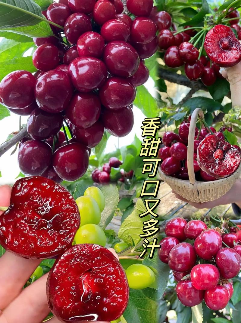 樱桃怎么种植，樱桃怎么种植方法？-第6张图片-优品飞百科