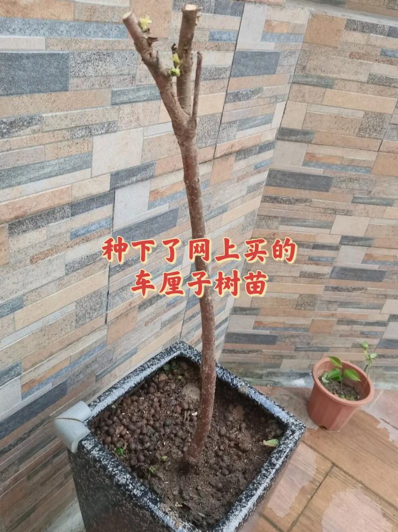 樱桃怎么种植，樱桃怎么种植方法？-第7张图片-优品飞百科
