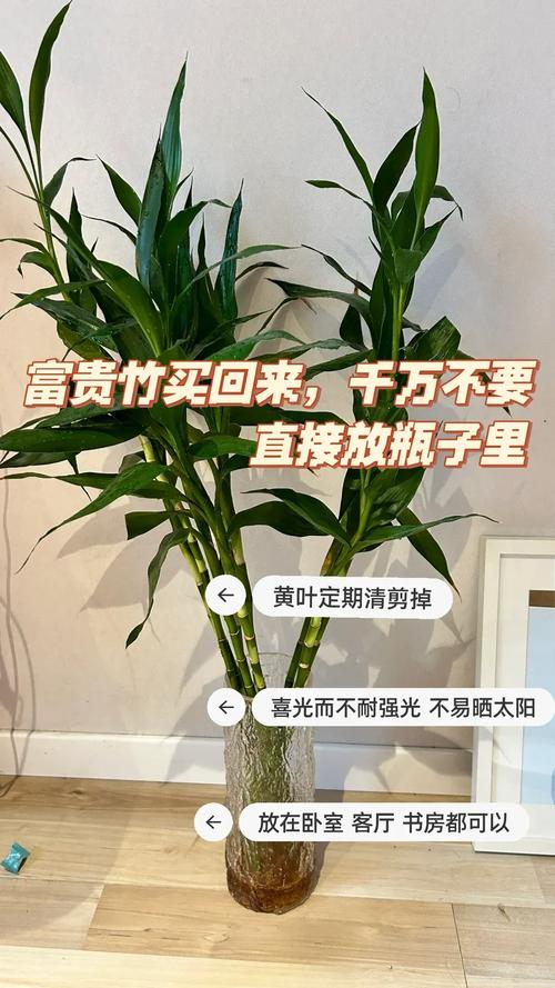 种富贵竹有讲究吗，种富贵竹有讲究吗图片