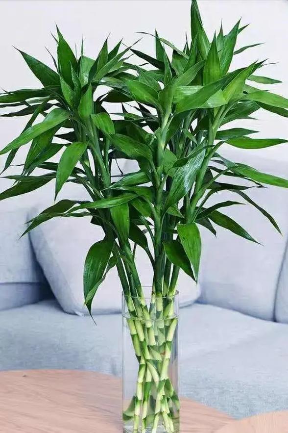 种富贵竹有讲究吗，种富贵竹有讲究吗图片-第3张图片-优品飞百科