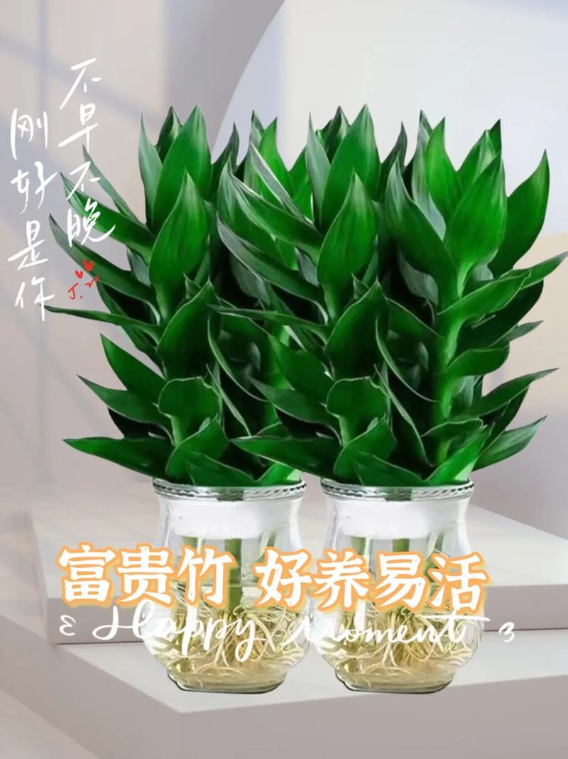 种富贵竹有讲究吗，种富贵竹有讲究吗图片-第4张图片-优品飞百科