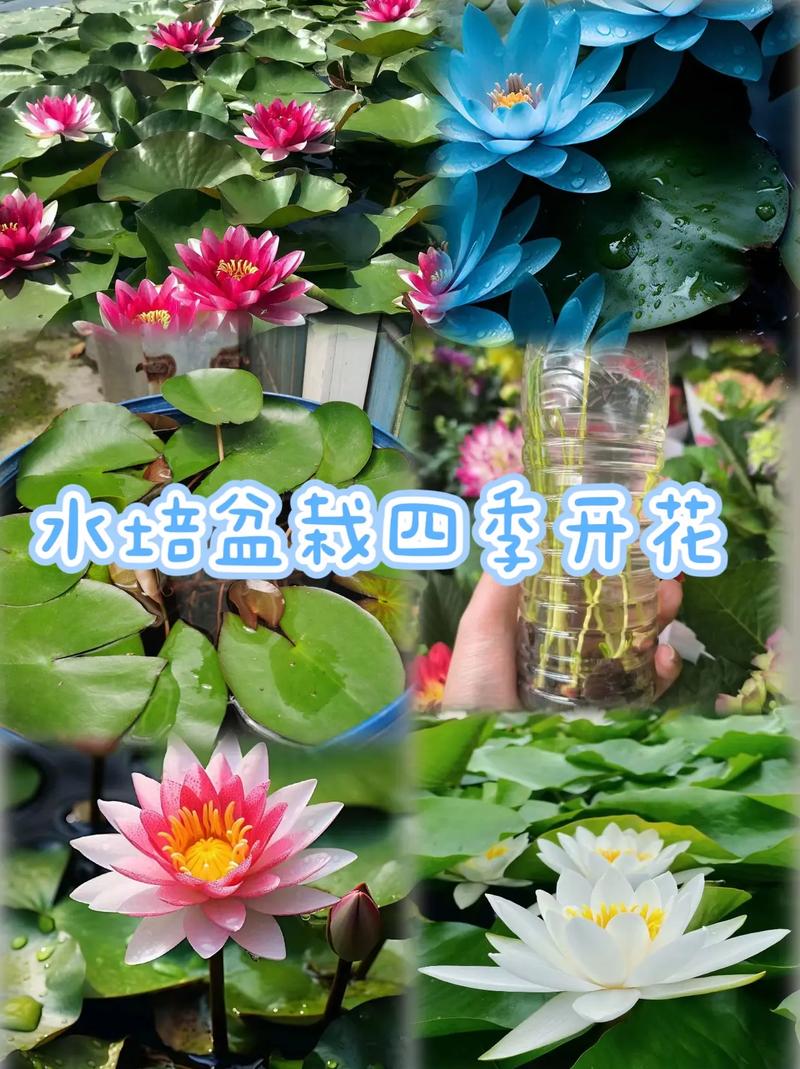 碗莲可以用沙子养吗，碗莲能种在沙里吗？