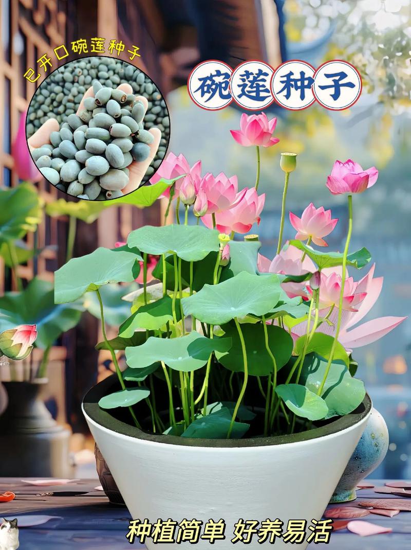 碗莲可以用沙子养吗，碗莲能种在沙里吗？-第2张图片-优品飞百科