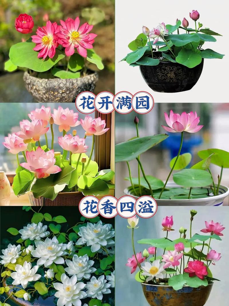 碗莲可以用沙子养吗，碗莲能种在沙里吗？-第4张图片-优品飞百科