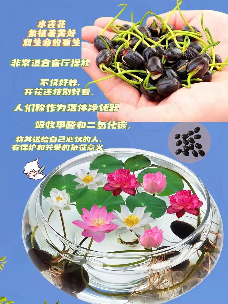 碗莲可以用沙子养吗，碗莲能种在沙里吗？-第3张图片-优品飞百科