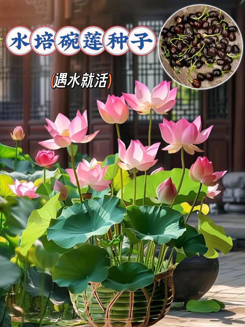 碗莲可以用沙子养吗，碗莲能种在沙里吗？-第5张图片-优品飞百科