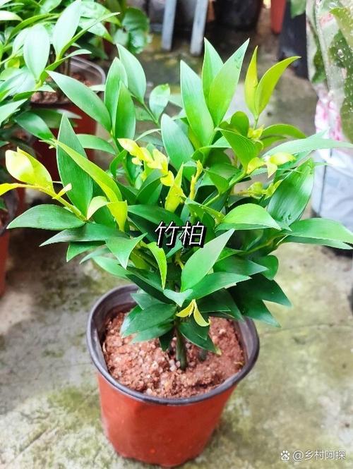 绿霸王的繁殖方法？绿霸王怎么繁殖？-第3张图片-优品飞百科