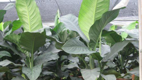 绿霸王的繁殖方法？绿霸王怎么繁殖？-第4张图片-优品飞百科