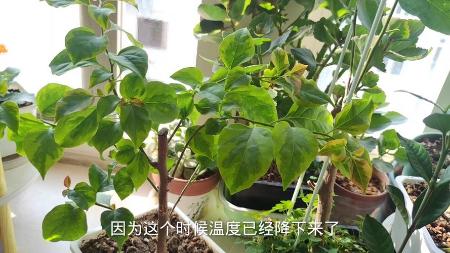 三角梅秋天怎么养，三角梅秋天养护开花技巧,一块儿来看一下？-第3张图片-优品飞百科