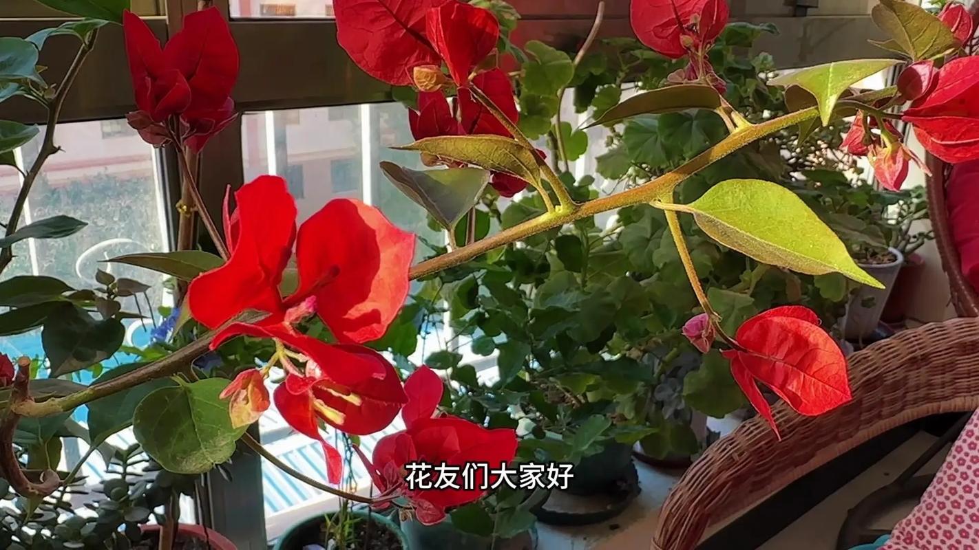 三角梅秋天怎么养，三角梅秋天养护开花技巧,一块儿来看一下？-第5张图片-优品飞百科