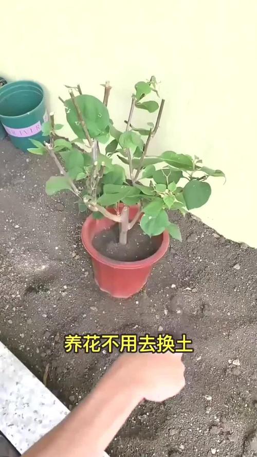 养花就选这种土，养花就选这种土壤好吗