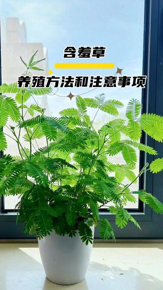 含羞草的养殖方法？含羞草的养殖方法和注意事项？