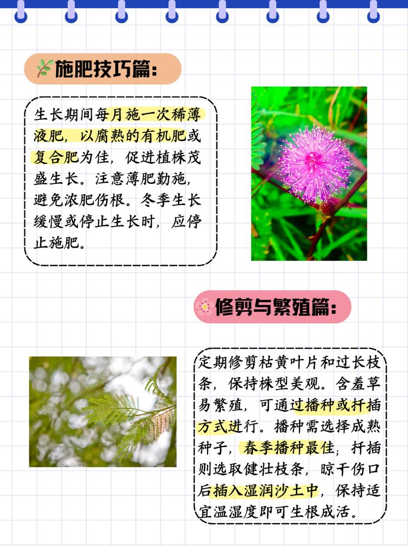 含羞草的养殖方法？含羞草的养殖方法和注意事项？-第2张图片-优品飞百科