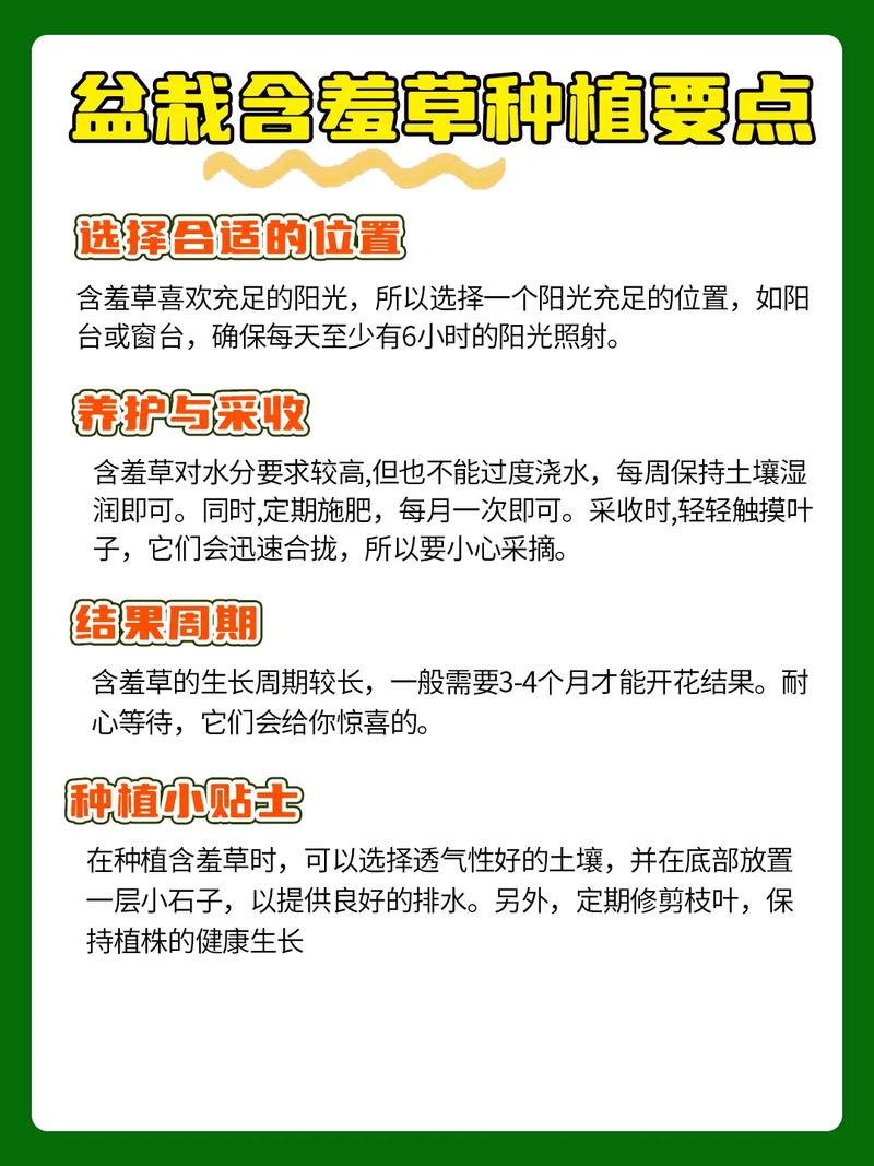 含羞草的养殖方法？含羞草的养殖方法和注意事项？-第6张图片-优品飞百科