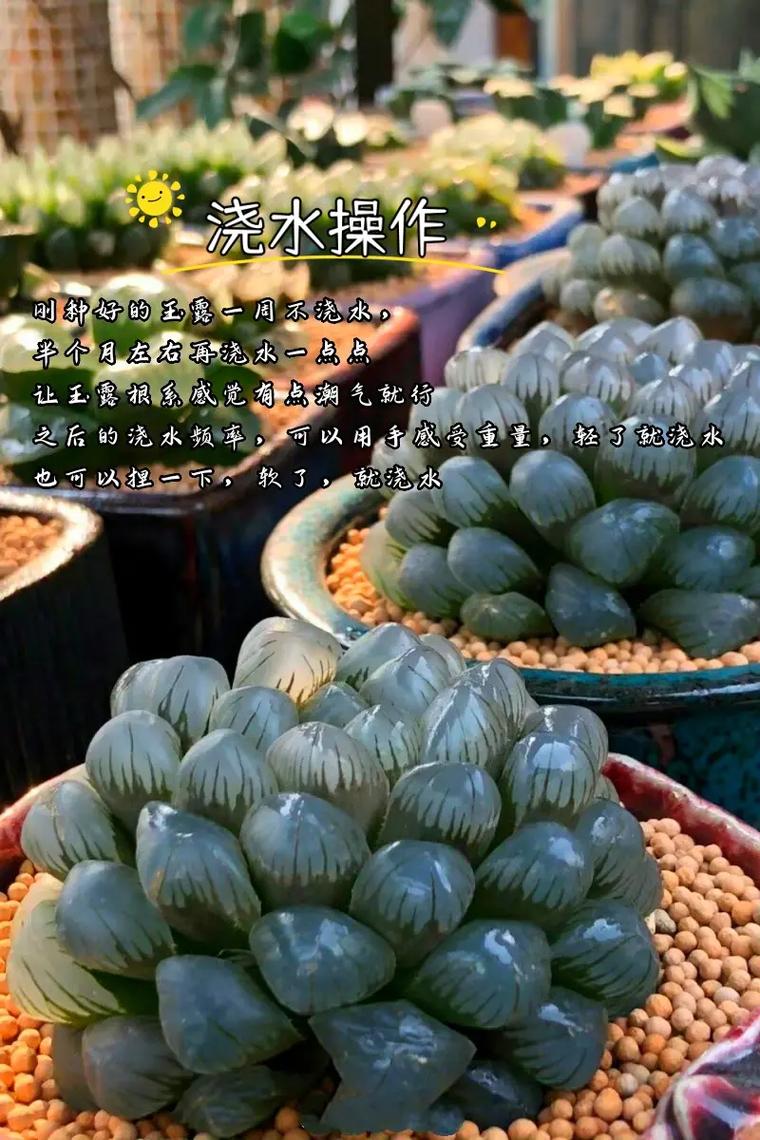 大型玉露怎么养，大型玉露怎么养好的六步曲？