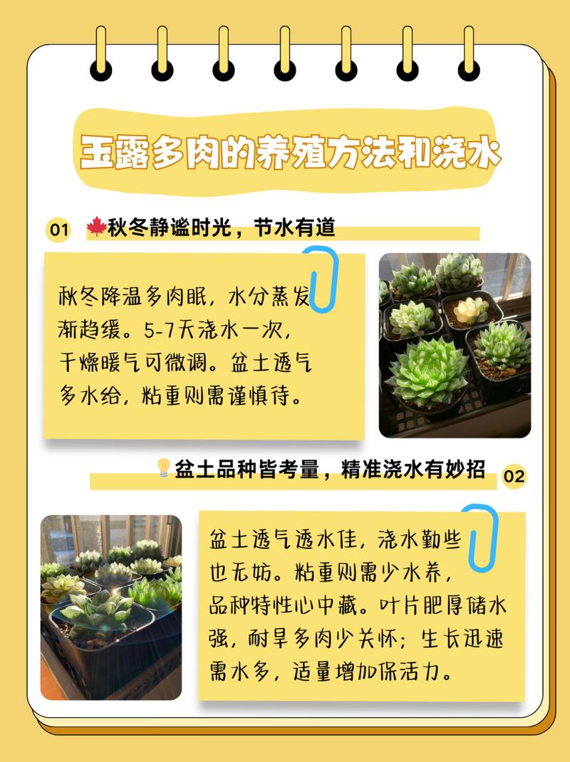 大型玉露怎么养，大型玉露怎么养好的六步曲？-第5张图片-优品飞百科