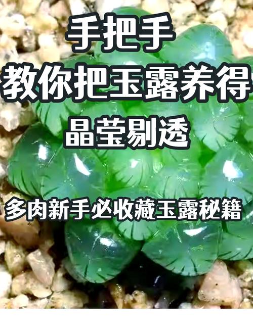 大型玉露怎么养，大型玉露怎么养好的六步曲？-第6张图片-优品飞百科