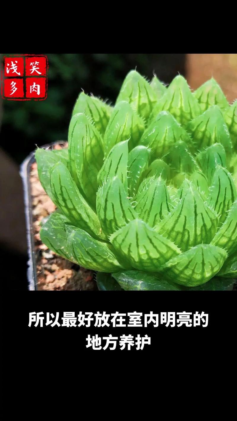 大型玉露怎么养，大型玉露怎么养好的六步曲？-第7张图片-优品飞百科