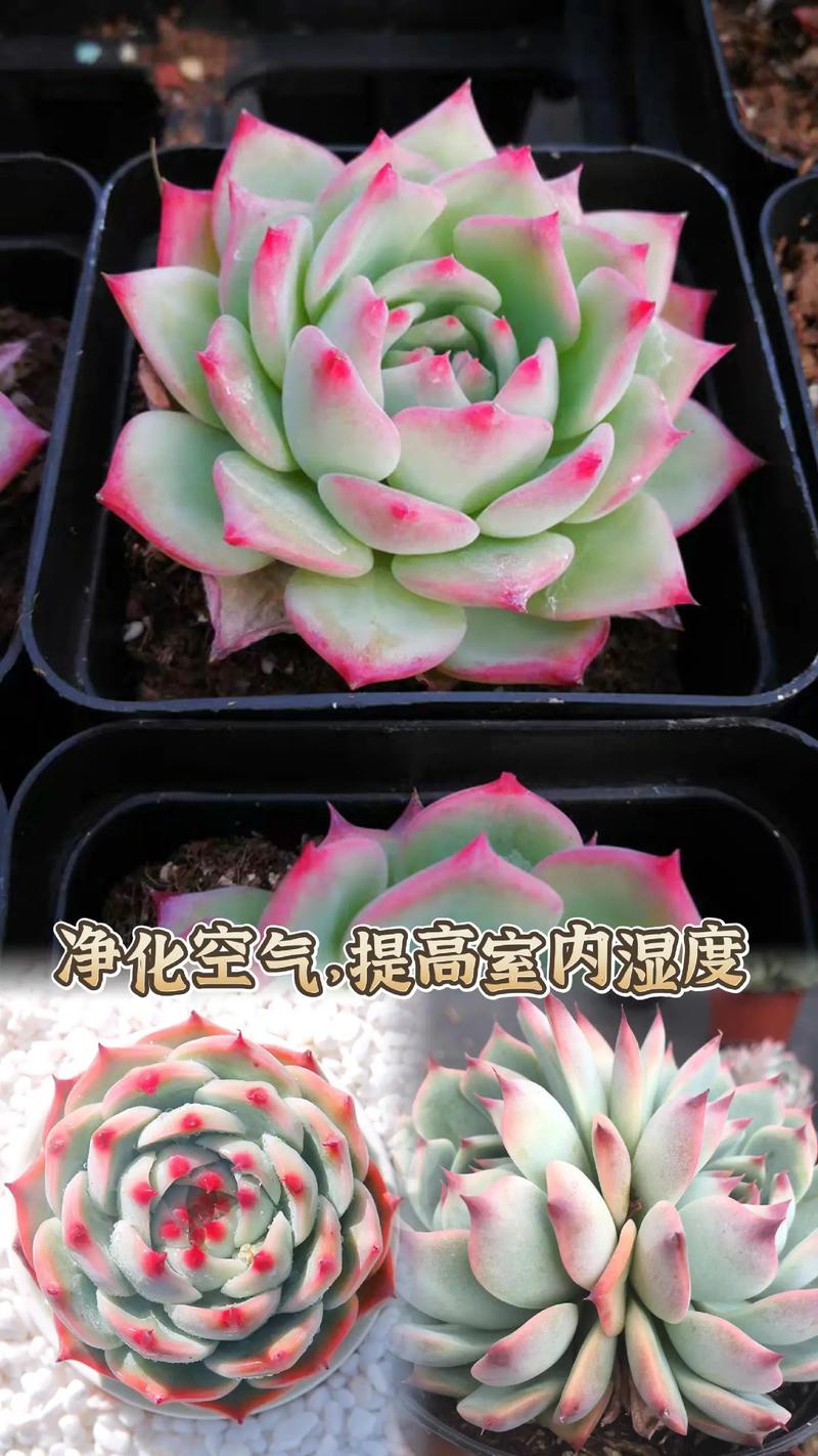 大型玉露怎么养，大型玉露怎么养好的六步曲？-第8张图片-优品飞百科