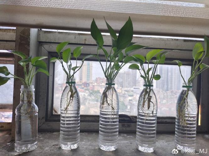 绿萝水里怎么养，绿萝水里怎么养殖方法