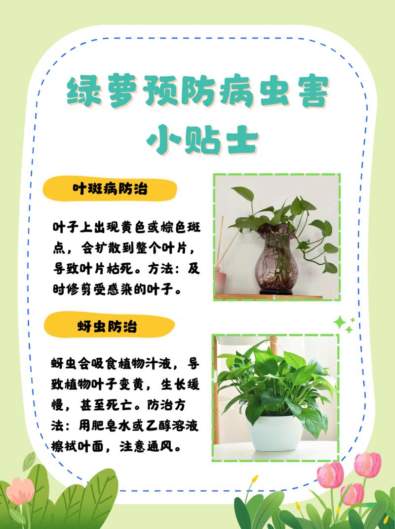 绿萝水里怎么养，绿萝水里怎么养殖方法-第2张图片-优品飞百科