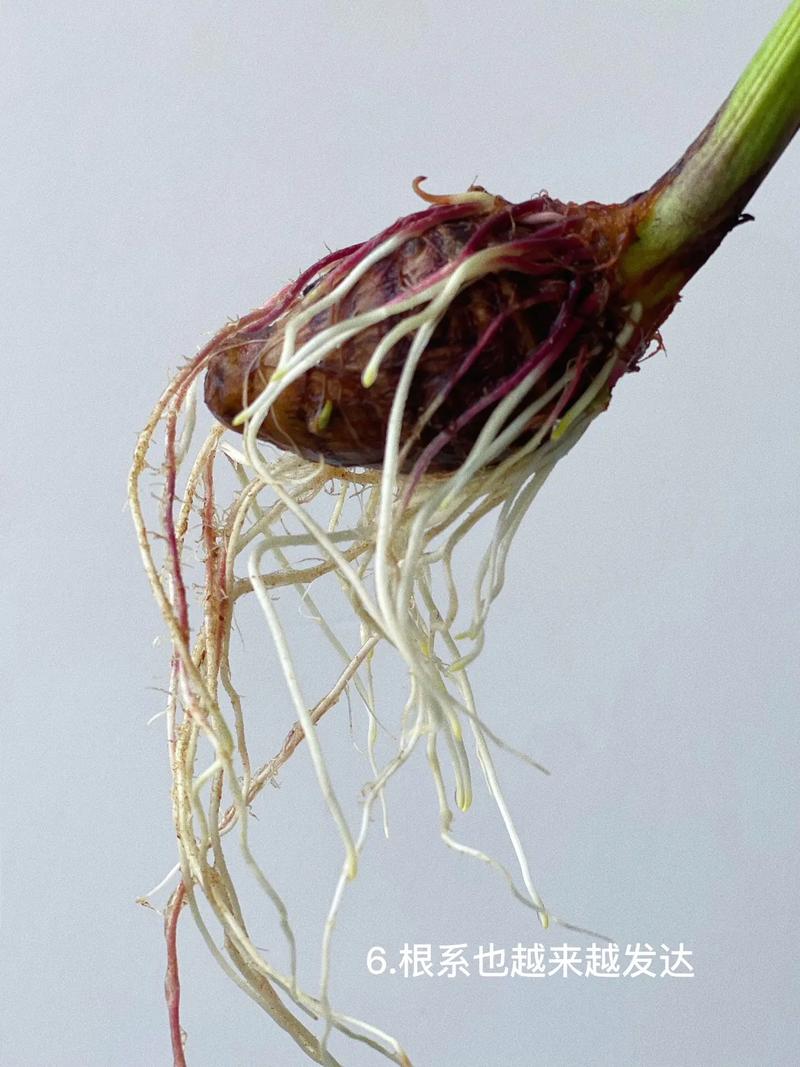 白鹤芋如何水培，白鹤芋水培的养殖方法？