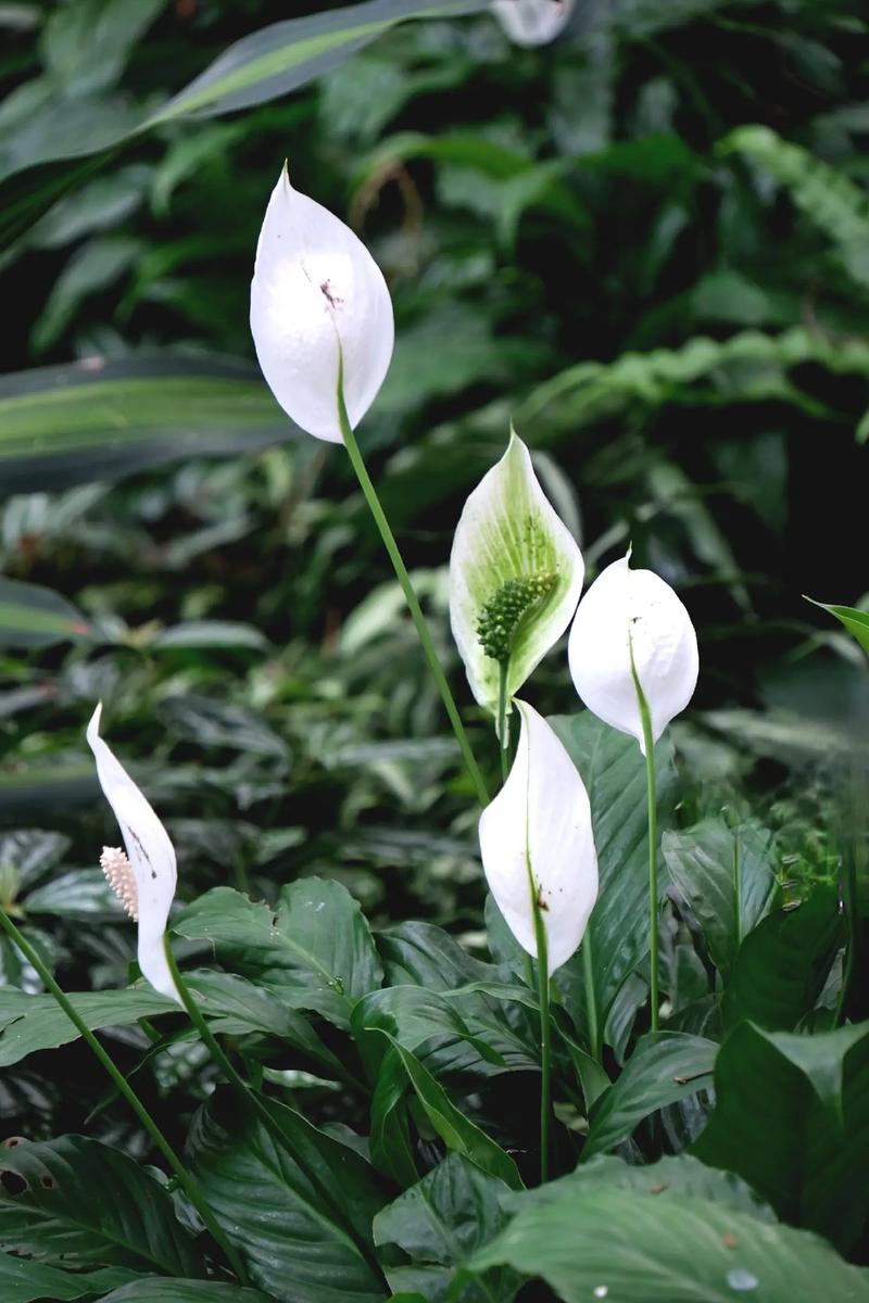 白鹤芋如何水培，白鹤芋水培的养殖方法？-第2张图片-优品飞百科