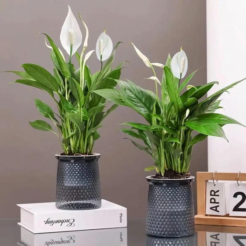 白鹤芋如何水培，白鹤芋水培的养殖方法？-第4张图片-优品飞百科