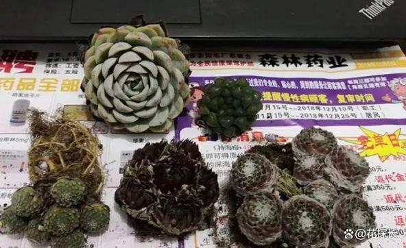 淘宝买的多肉要洗根吗，淘宝买的多肉要浇水吗