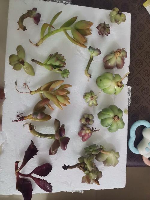 淘宝买的多肉要洗根吗，淘宝买的多肉要浇水吗-第2张图片-优品飞百科